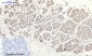 HIF-1α Polyclonal Antibody